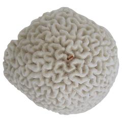 Large Fragment Natural White Brain Coral 