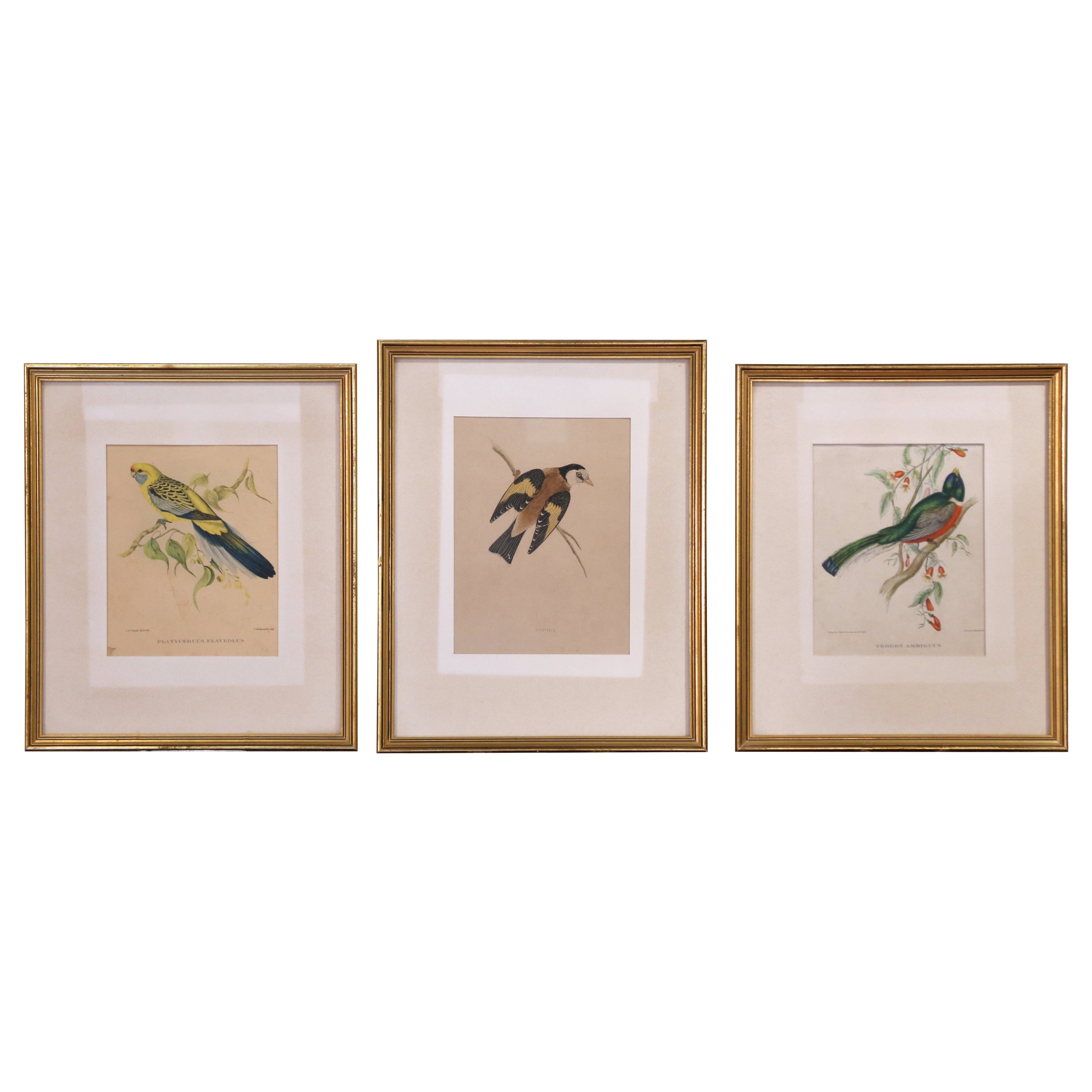 A.I.C., lithographies de Gould coloriées à la main et imprimées par C. Hullmandel, ensemble de trois.