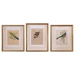 A.I.C., lithographies de Gould coloriées à la main et imprimées par C. Hullmandel, ensemble de trois.