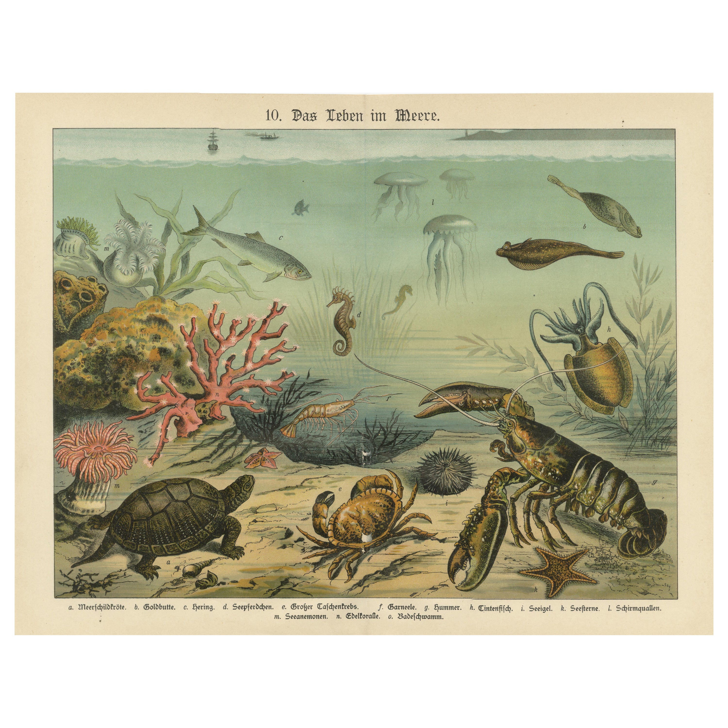 Chromolithographie ancienne de la vie marine avec corail, poissons et créatures de mer, 1890