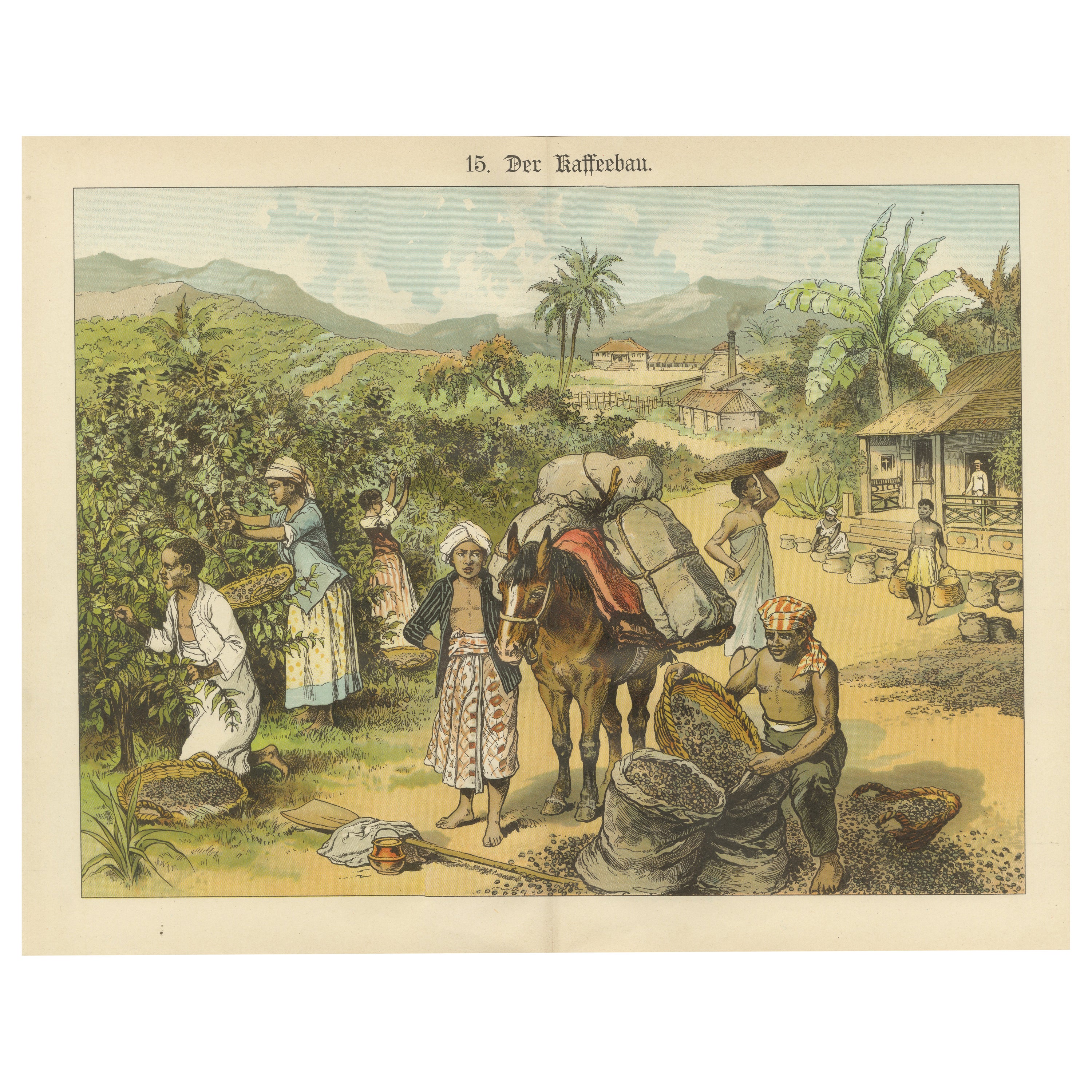 Antique Chromolithograph of 19th Century Coffee Cultivation, circa 1890 For Sale