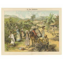 Antique Chromolithograph of 19th Century Coffee Cultivation, circa 1890