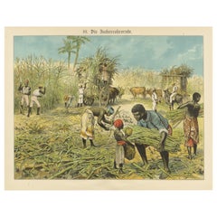 Antique Chromolithograph of 19th Century Sugarcane Harvest, circa 1890