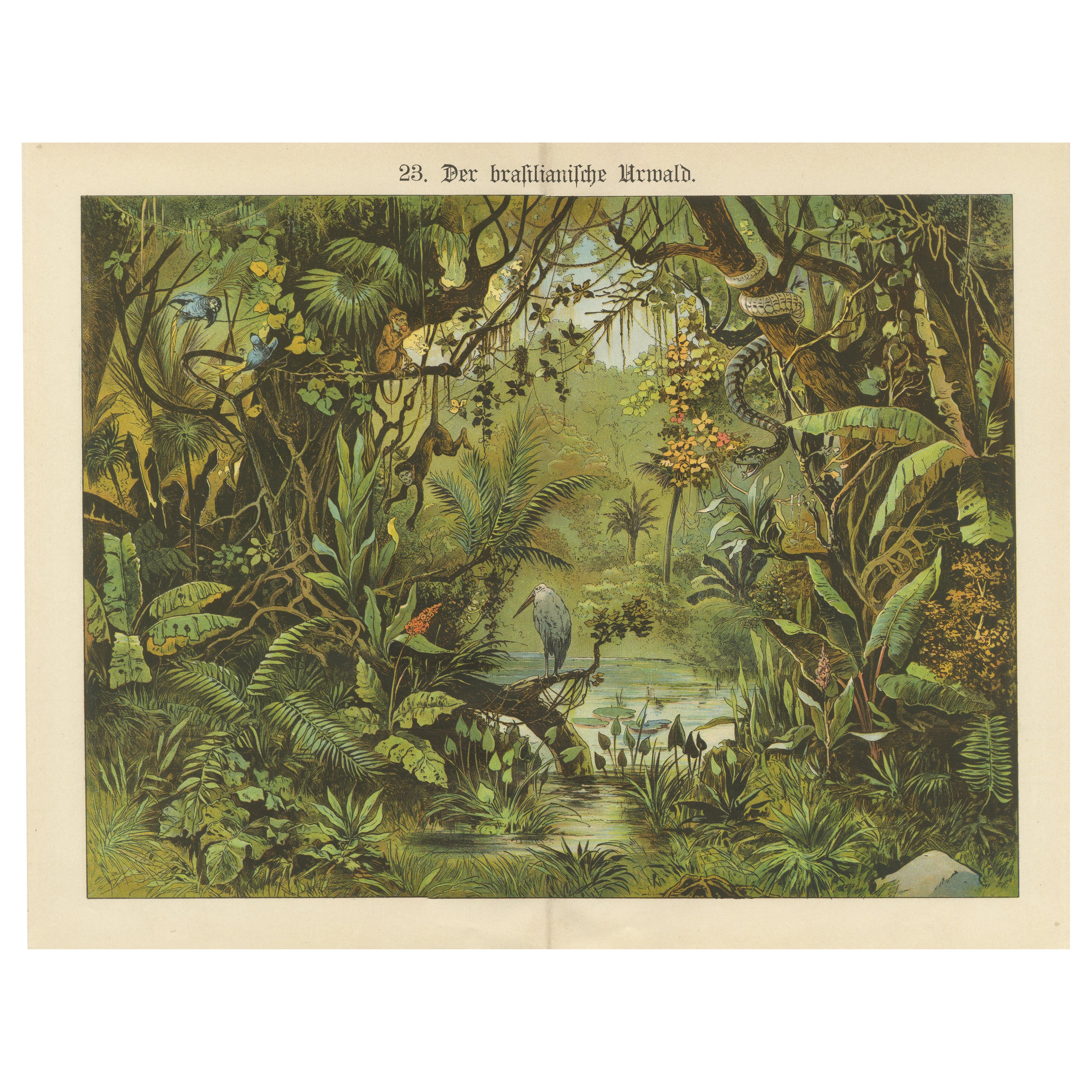 Antique Chromolithograph of the Brazilian Rainforest with Exotic Wildlife, 1890