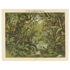 Antique Chromolithograph of the Brazilian Rainforest with Exotic Wildlife, 1890