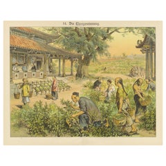 Antique Chromolithograph of Tea Harvesting and Processing in China, circa 1890