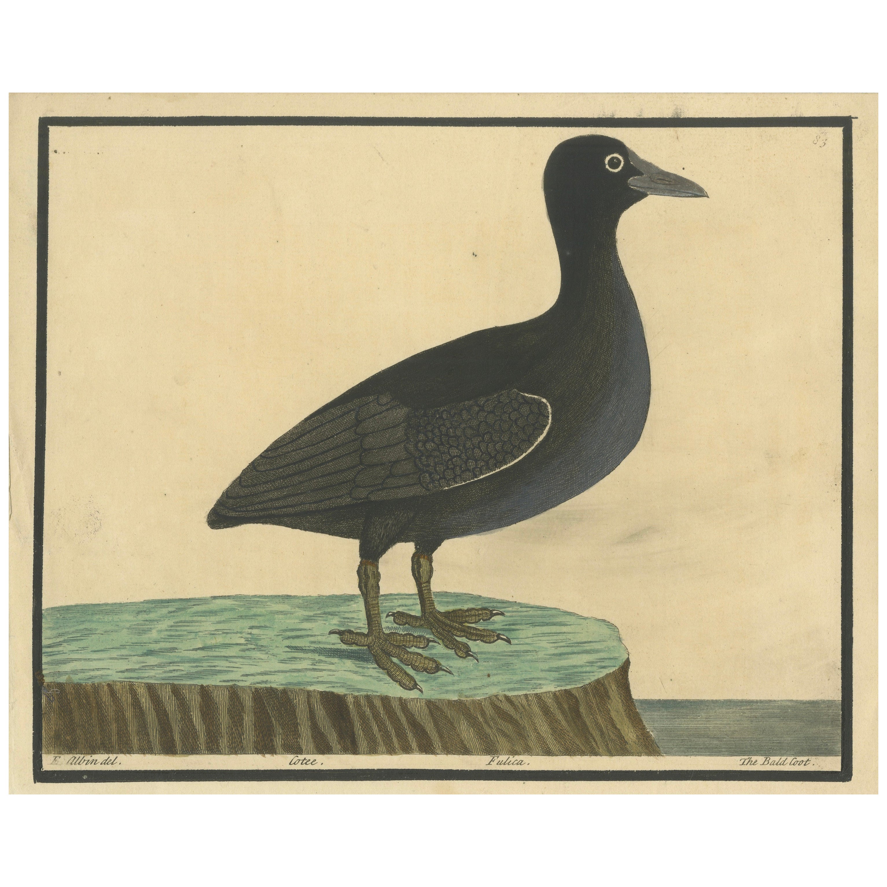 Antique Hand-Colored Engraving of the Bald Coot by E. Albin, circa 1730