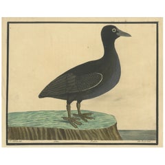 Antique Hand-Colored Engraving of the Bald Coot by E. Albin, circa 1730