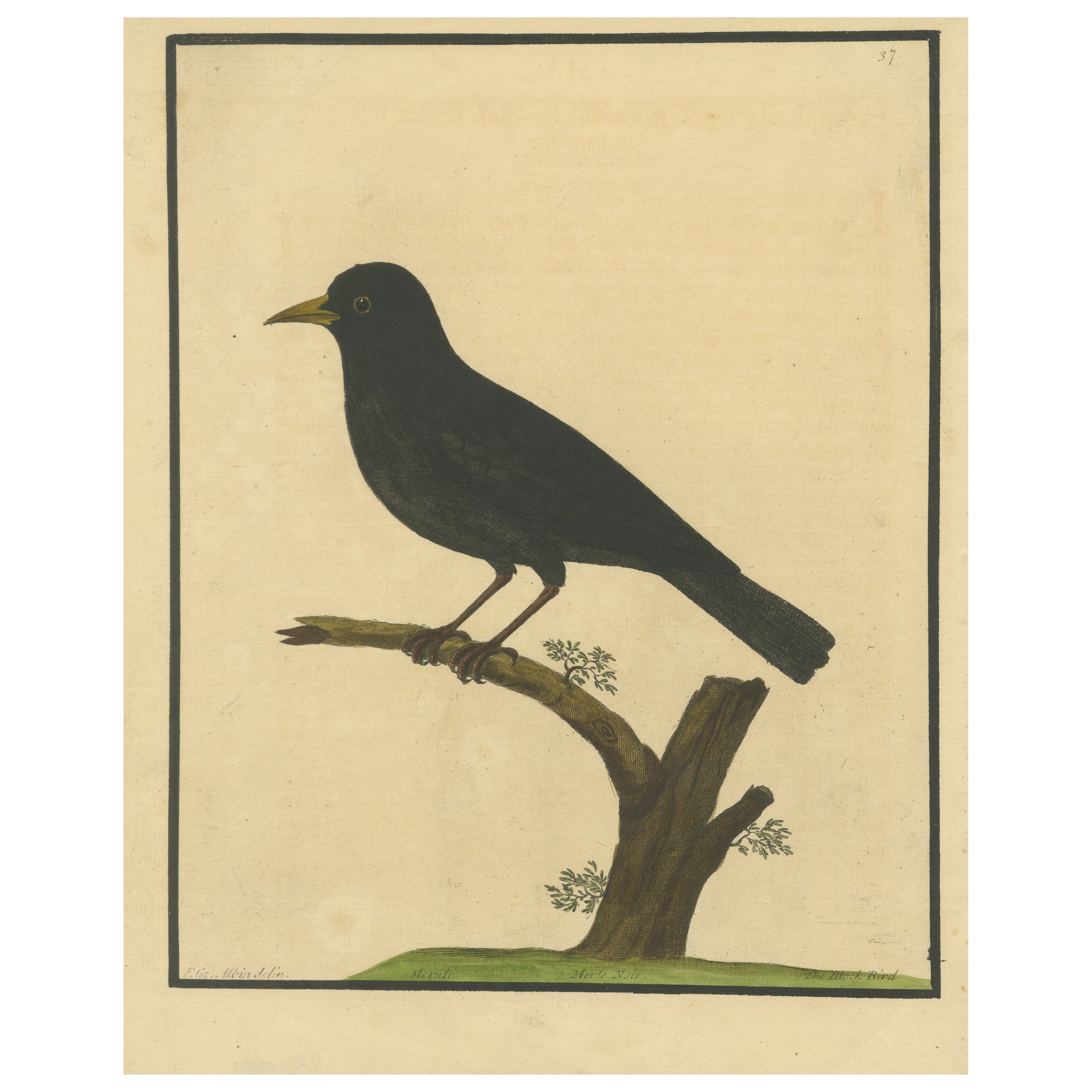 Antiker handkolorierter Kupferstich der Amsel von Eleazar Albin, um 1730 im Angebot