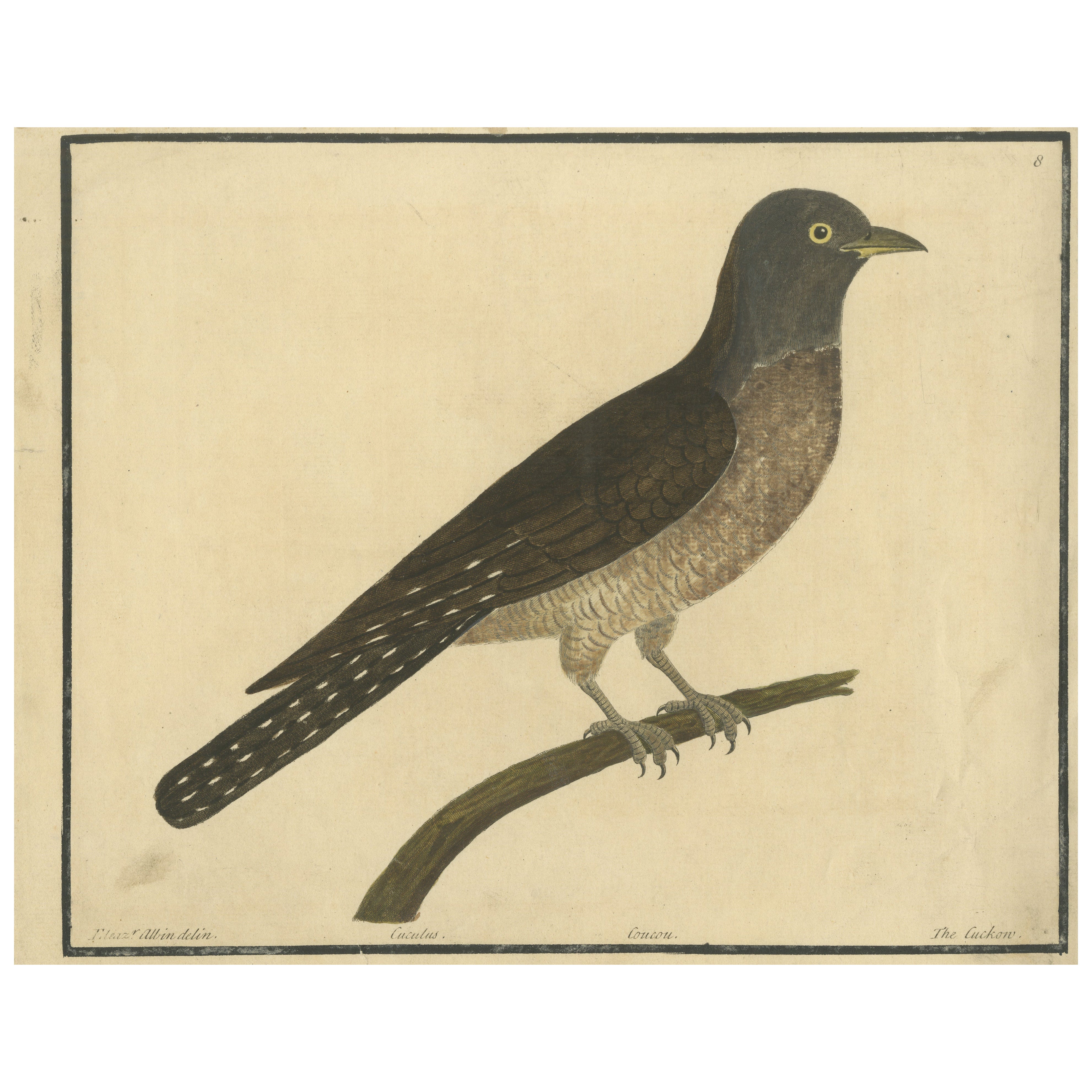 Antiker handkolorierter Kupferstich Der Kuckuck von Eleazar Albin, um 1730
