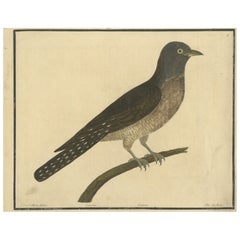 Antiker handkolorierter Kupferstich Der Kuckuck von Eleazar Albin, um 1730
