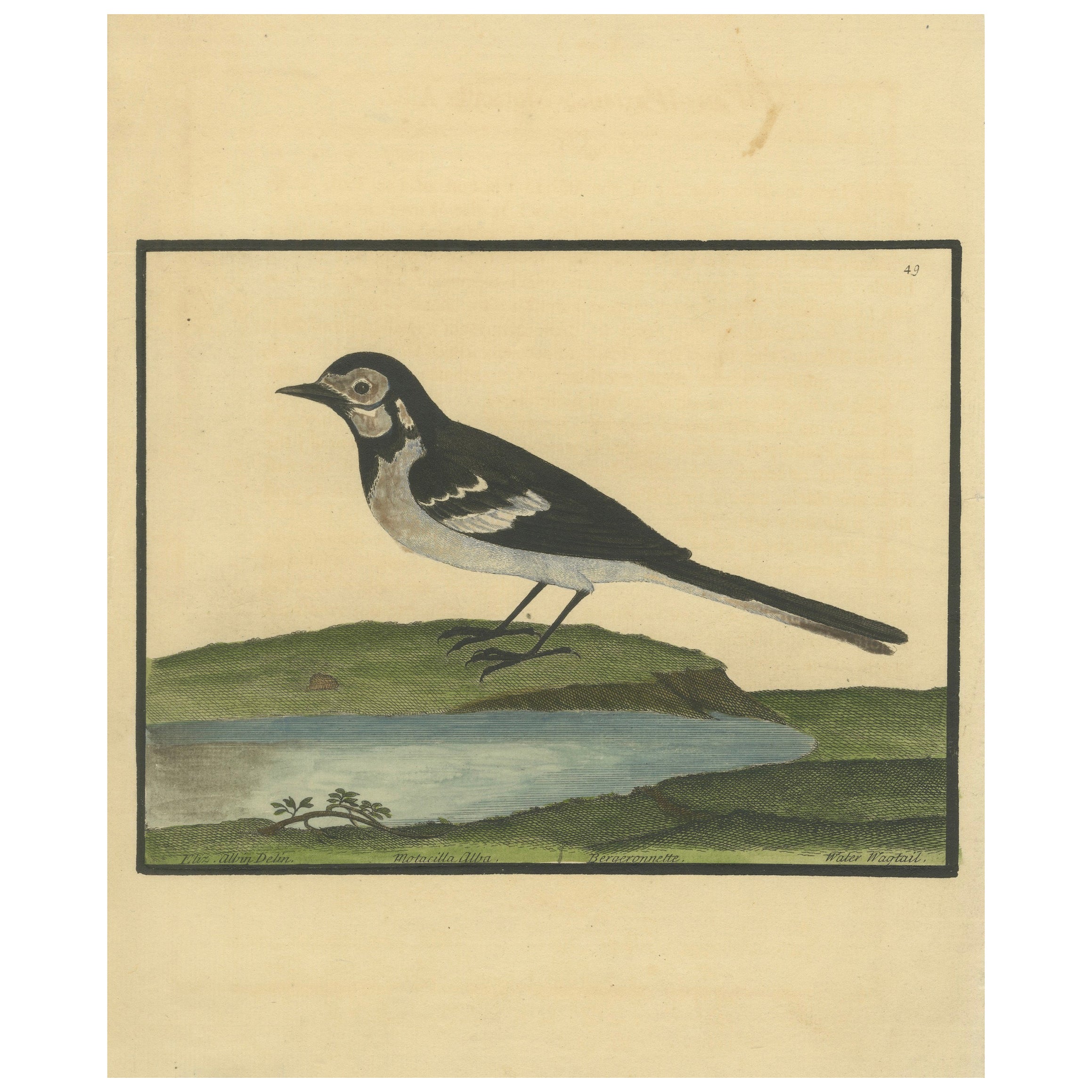 Antiker handkolorierter Kupferstich der Wasserstelze von Eleazar Albin, um 1730