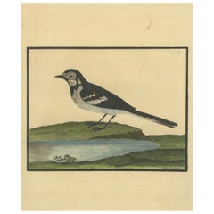 Antiker handkolorierter Kupferstich der Wasserstelze von Eleazar Albin, um 1730