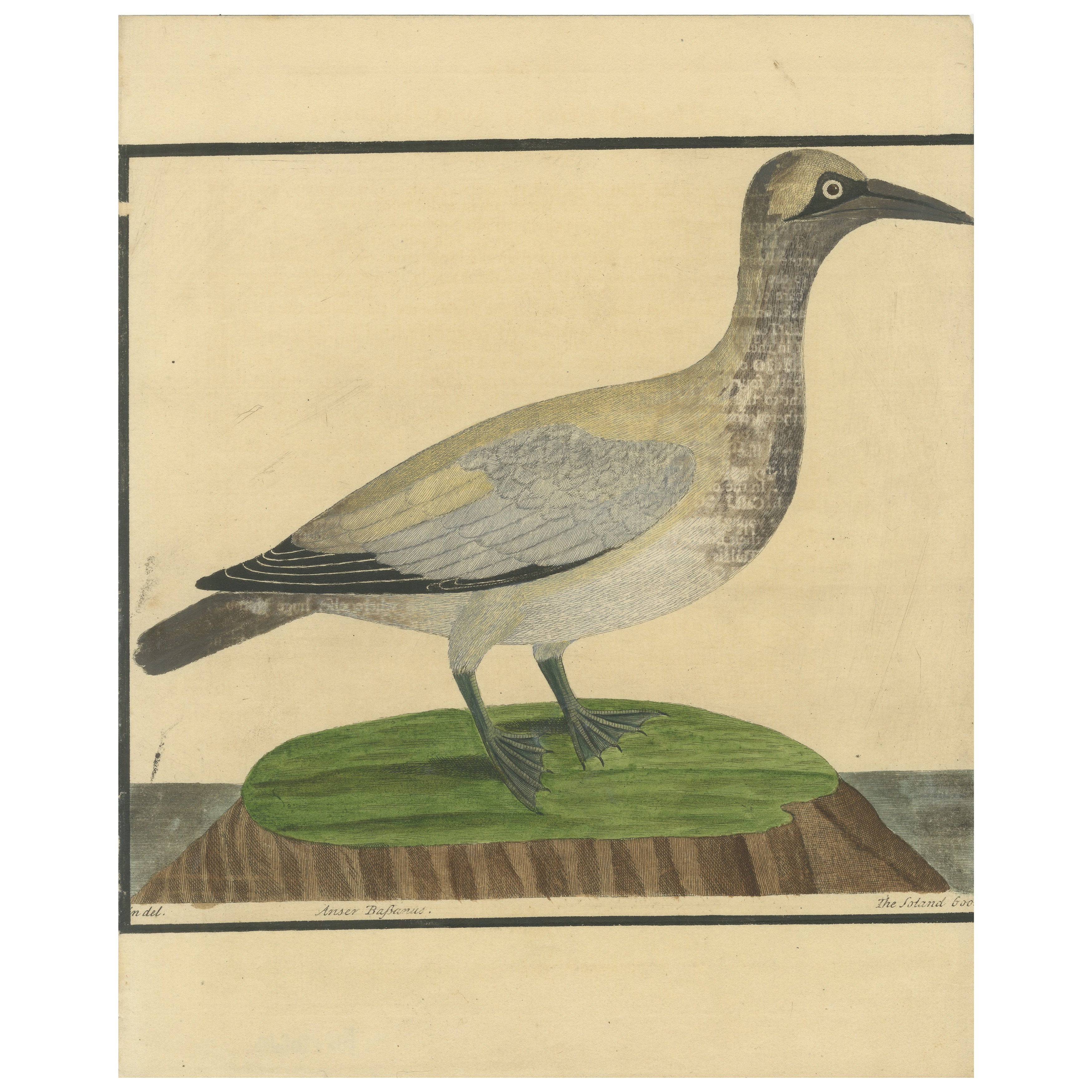 Antiker handkolorierter Kupferstich der Inselgans von Eleazar Albin, um 1730