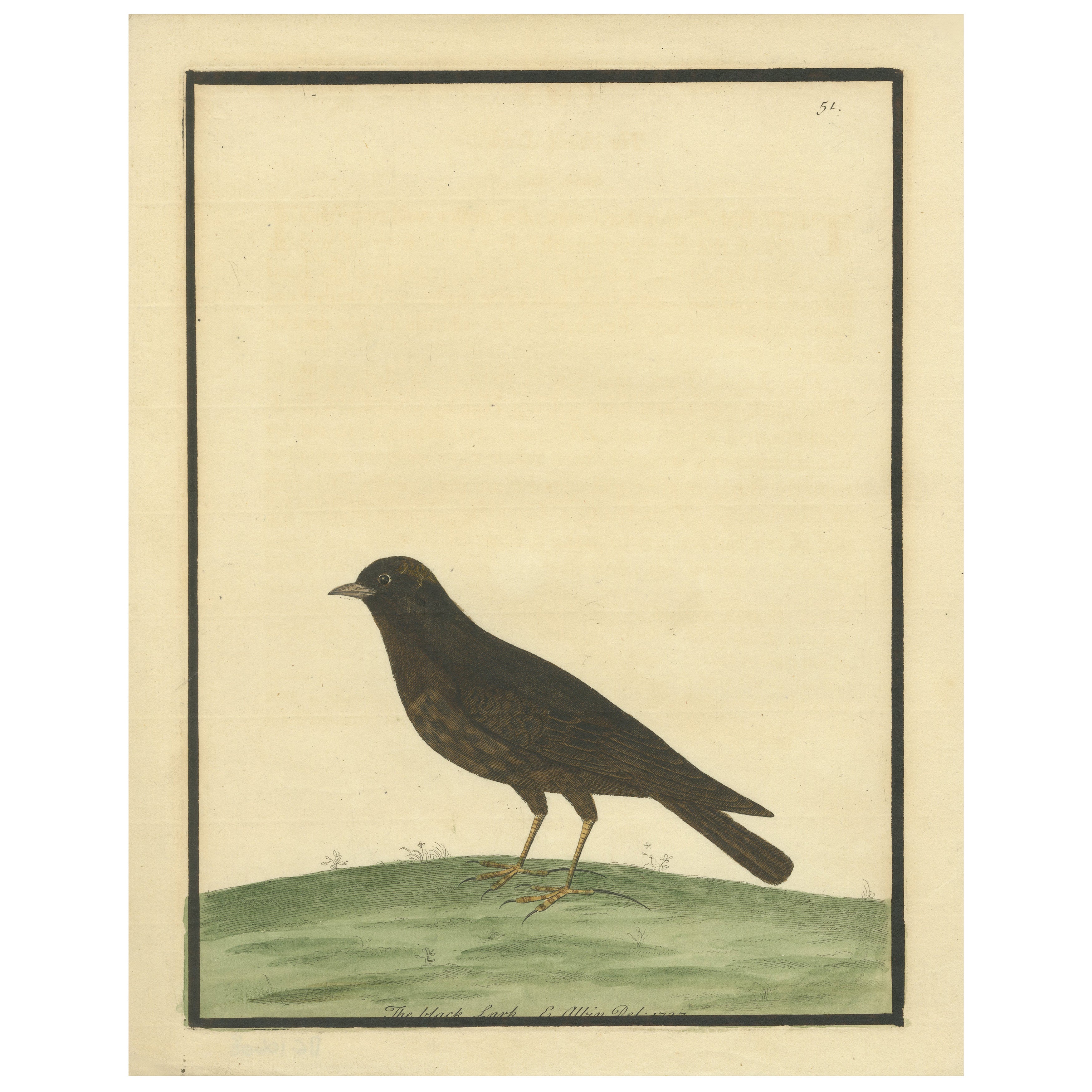 Antiker handkolorierter Kupferstich der Schwarzen Lerche von Eleazar Albin, um 1730