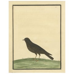 Antiker handkolorierter Kupferstich der Schwarzen Lerche von Eleazar Albin, um 1730