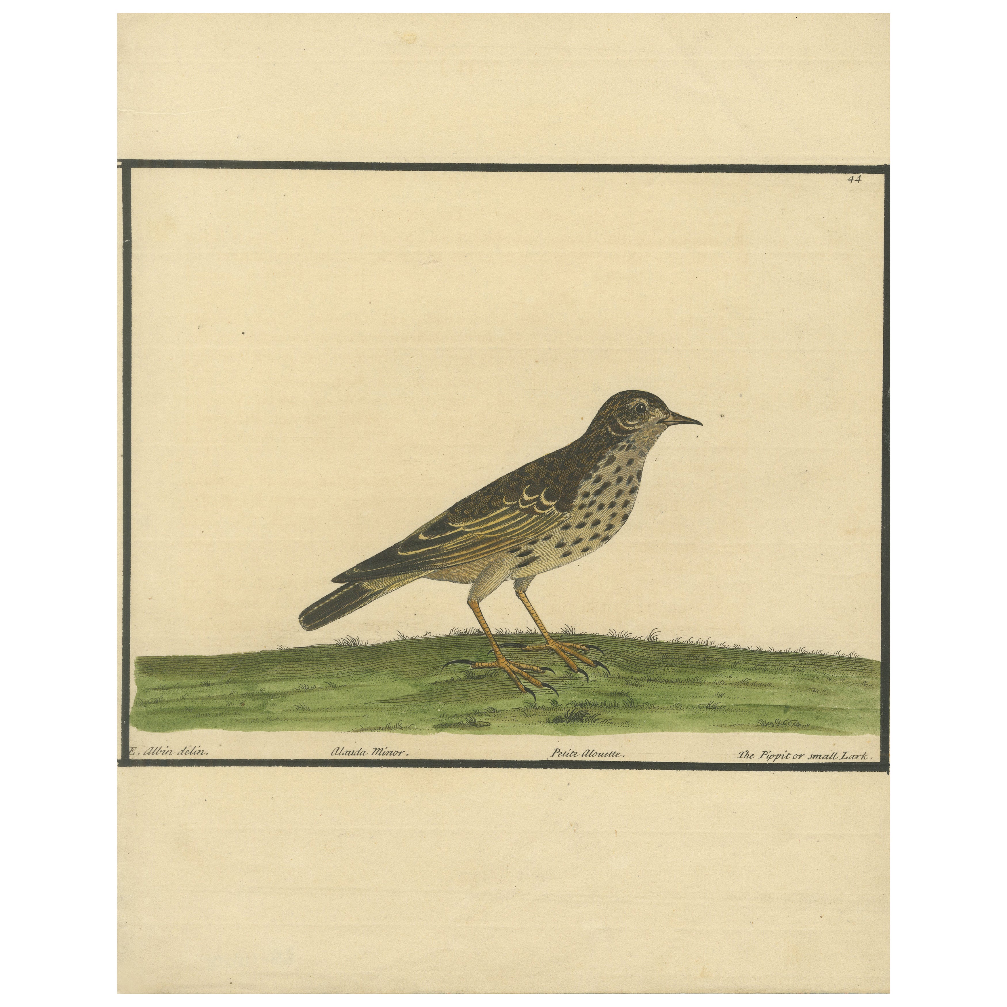 Antique Hand-Colored Engraving of The Pipit or Small Lark by Eleazar Albin, 1730