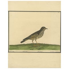 Antique Hand-Colored Engraving of The Pipit or Small Lark by Eleazar Albin, 1730