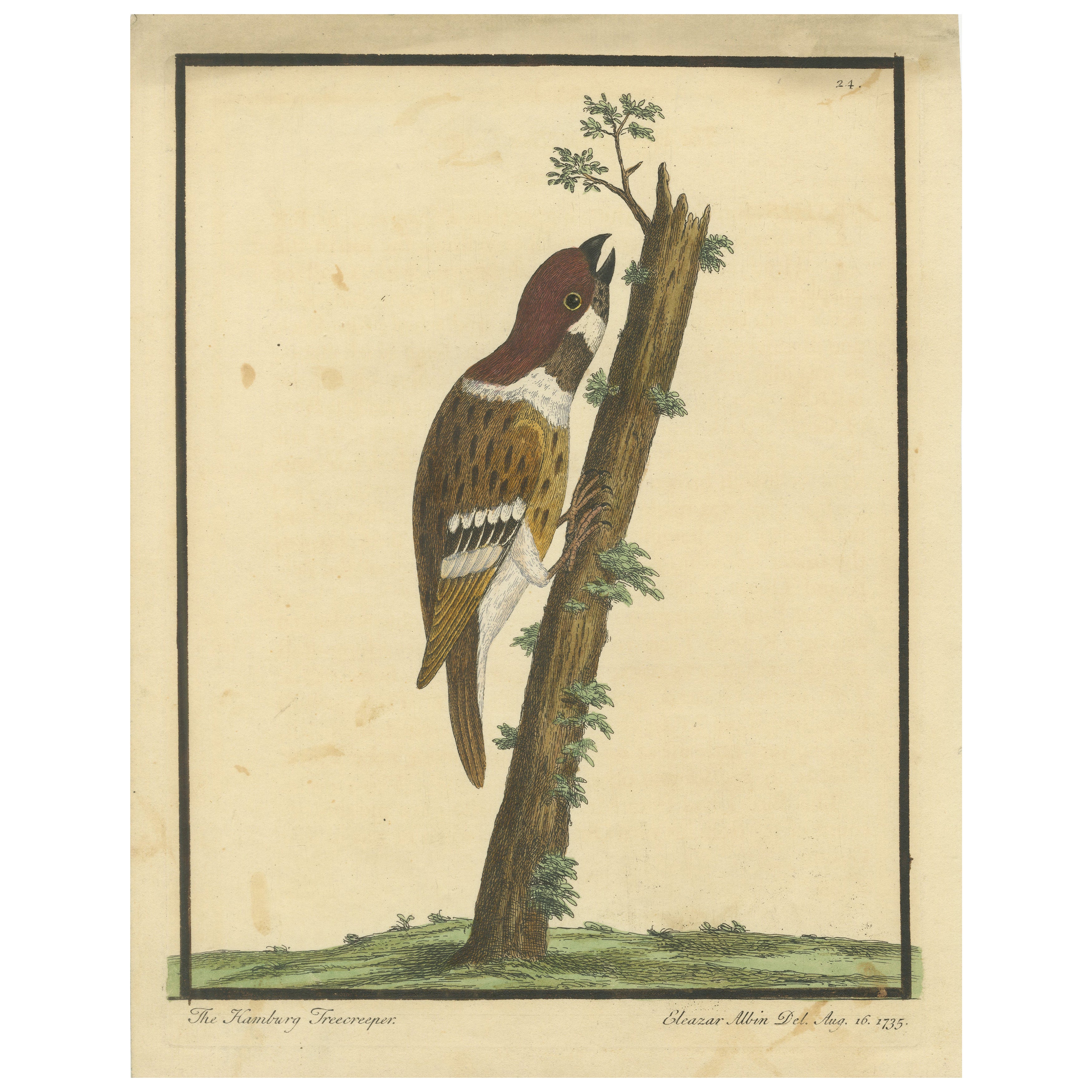 Antique Hand-Colored Engraving of A Hamburgh Treecreeper by Eleazar Albin, 1735