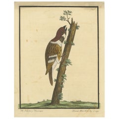 Antique Hand-Colored Engraving of A Hamburgh Treecreeper by Eleazar Albin, 1735