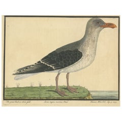 Antique Hand-Colored Engraving of The Great Black and White Gull by Albin, 1735