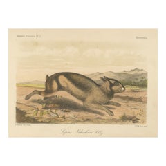 Sumatran Hare – Lepus Netscheri Schlegel, 19th Century Antique Lithograph
