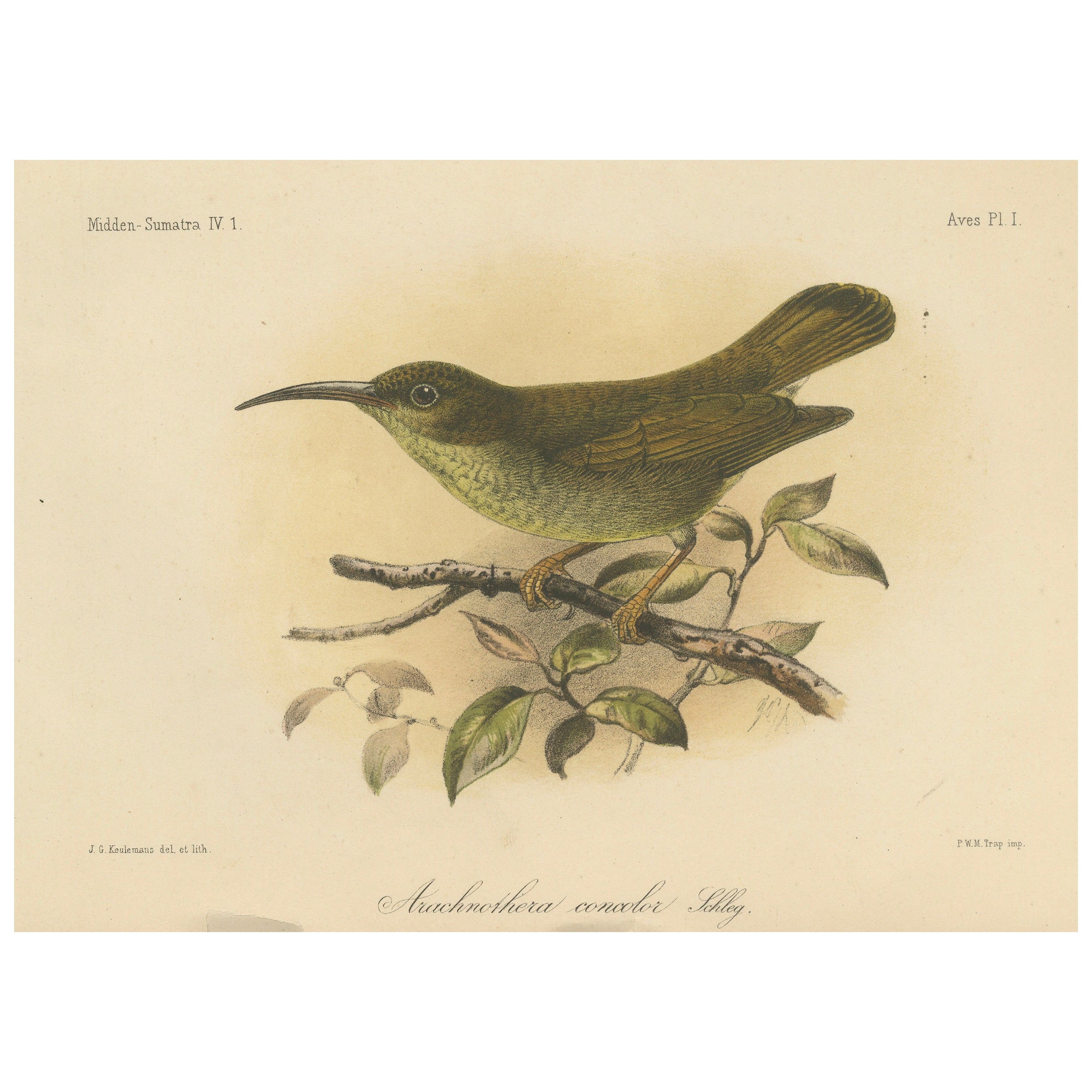 Antike Lithographie eines einfarbigen Spinnenjägers von Keulemans, Sumatra um 1887