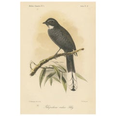 Lithographie ancienne d'un oiseau à gorge blanche par Keulemans, Sumatra c.1887.
