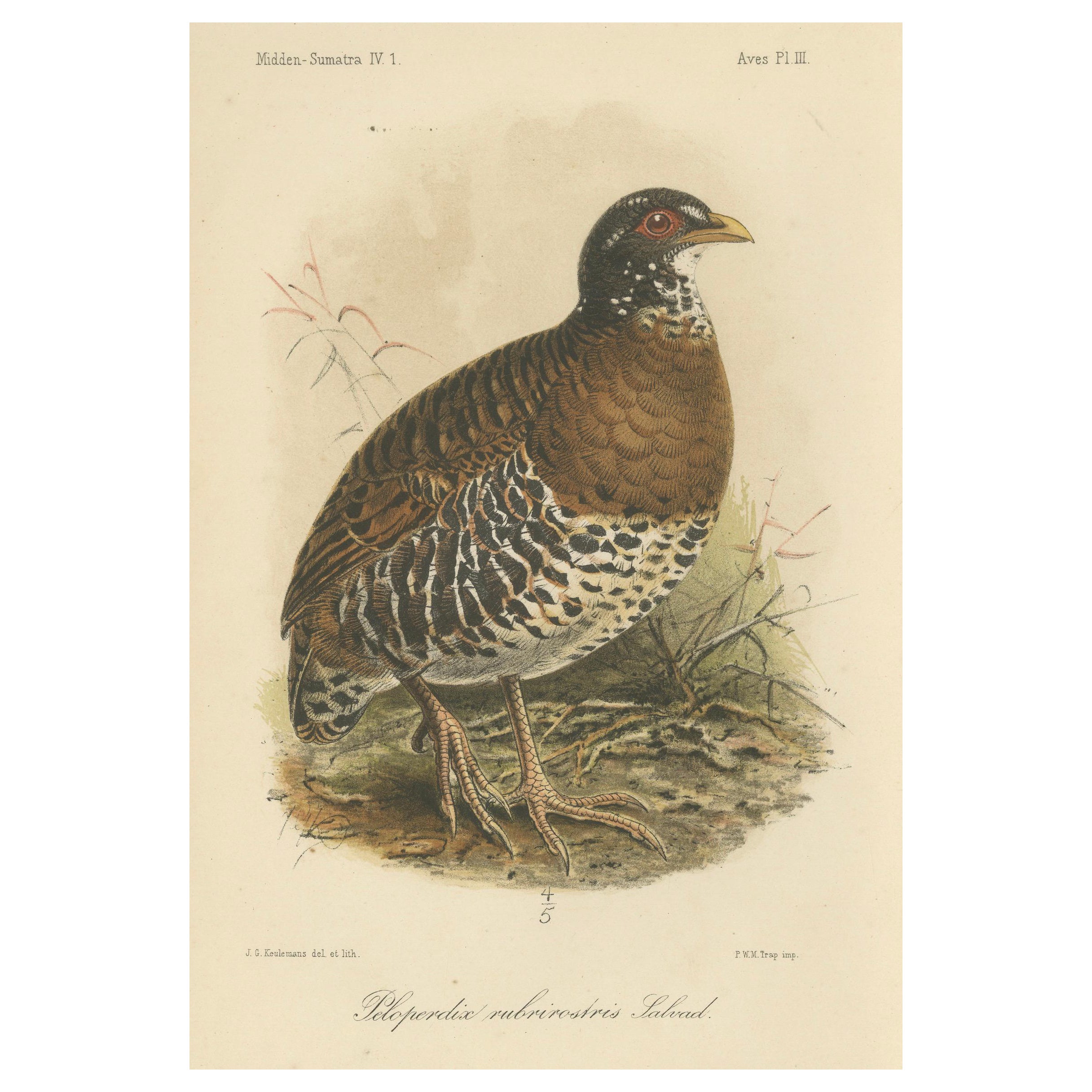 Antike Lithographie des Rotschnabel-Buschwachtels von Keulemans, Sumatra um 1887