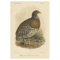 Antike Lithographie des Rotschnabel-Buschwachtels von Keulemans, Sumatra um 1887