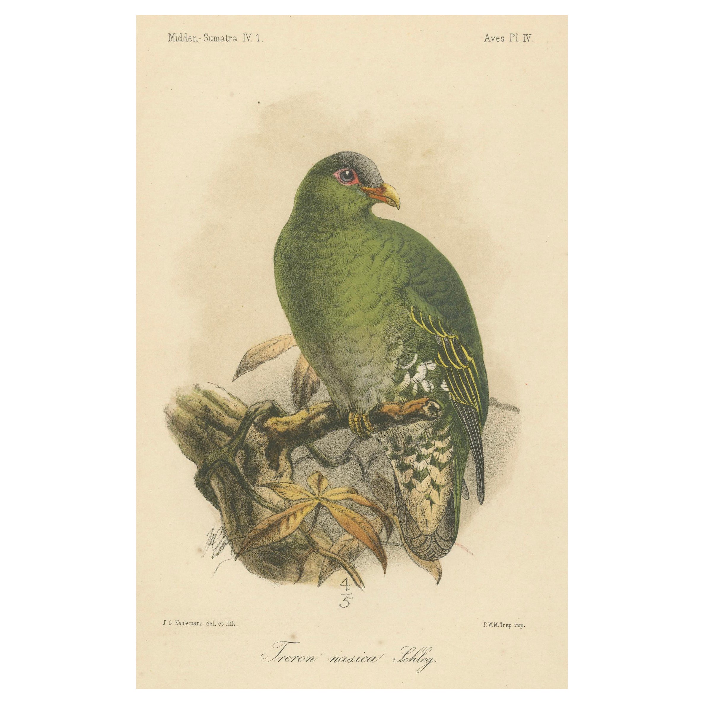 Antike Lithographie einer großen grünen Taube von Keulemans, Sumatra um 1887