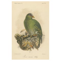 Lithographie ancienne d'un grand pigeon vert par Keulemans, Sumatra c.1887