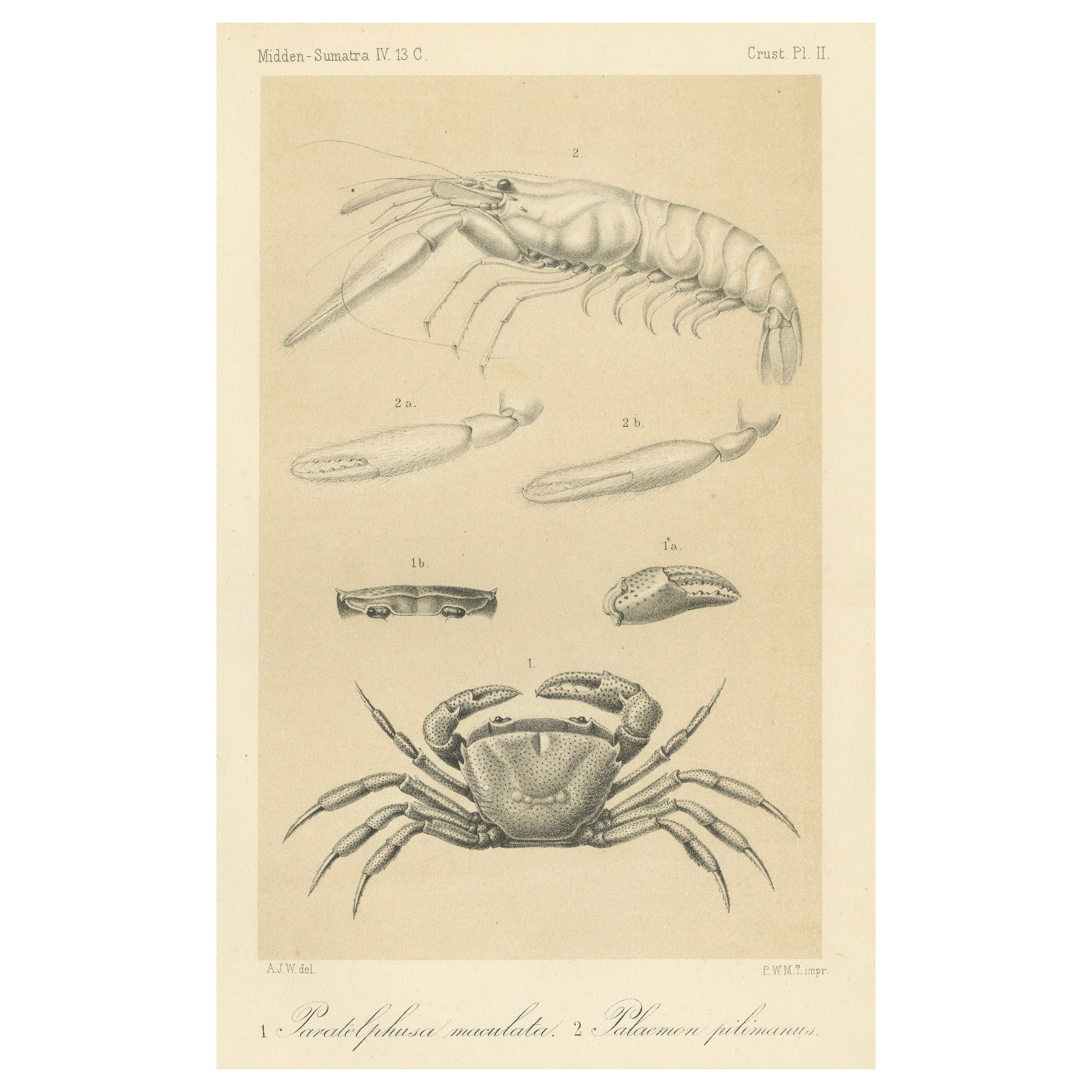 Gravure scientifique ancienne d'un crabe et d'une crevette de Sumatra, Midden-Sumatra c.1887 en vente