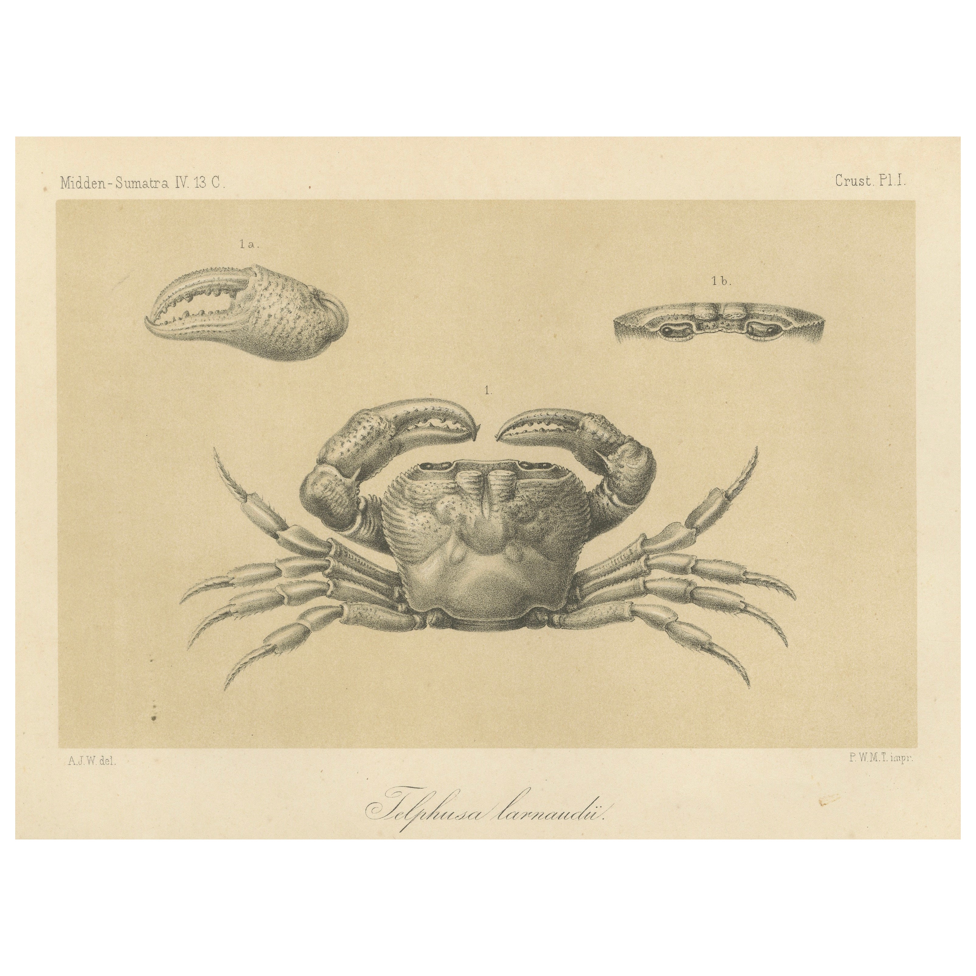 Antique Scientific Print of Lacraud’s Freshwater Crab, Sumatra, 1887 For Sale