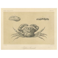 Antique Scientific Print of Lacraud’s Freshwater Crab, Sumatra, 1887