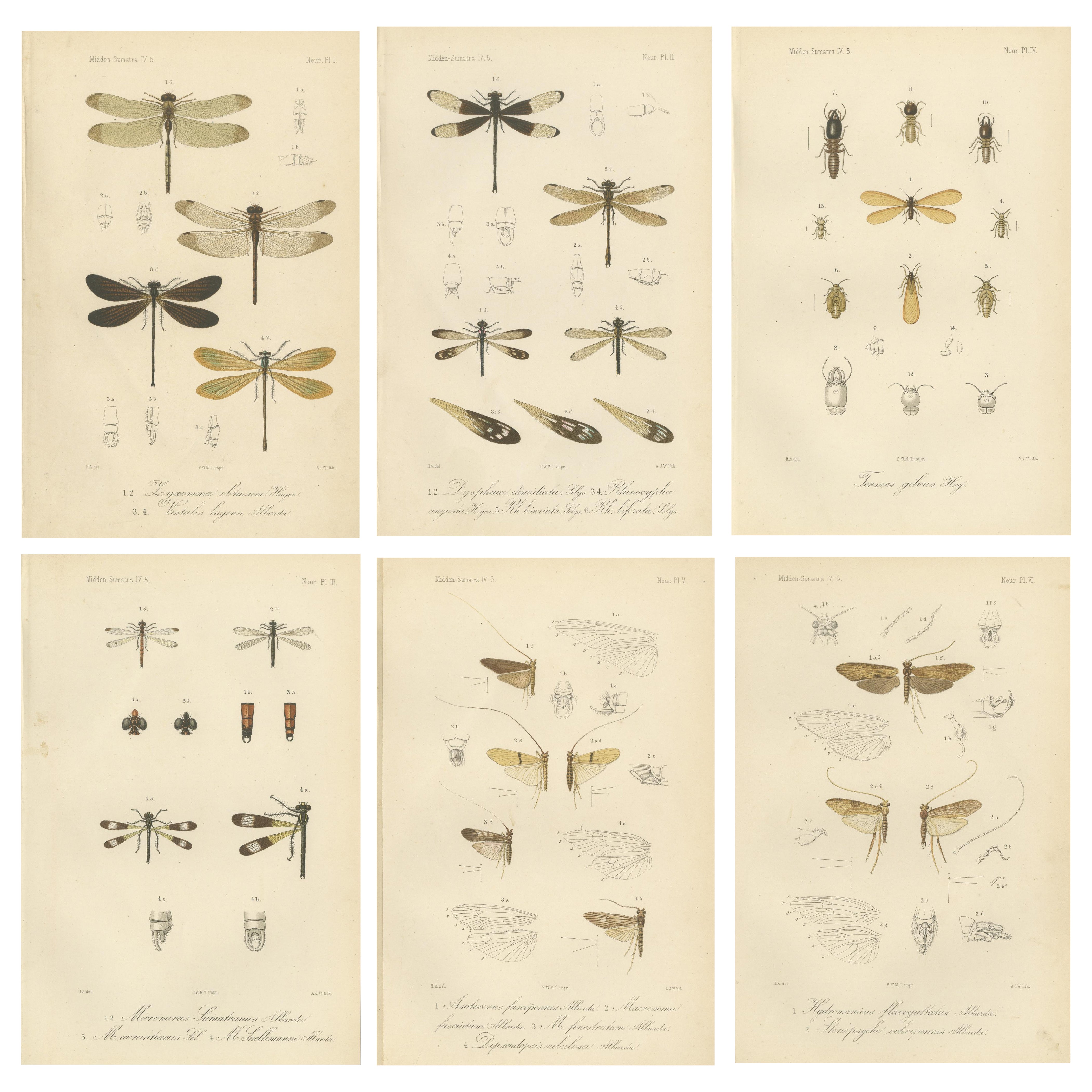 Set of 6 Antique 1887 Sumatra Dragonfly and Insect Lithographs – Fauna Studies For Sale