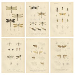 Set of 6 Antique 1887 Sumatra Dragonfly and Insect Lithographs – Fauna Studies