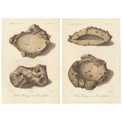 Antique Lithographs of Termite Queen Cells – Termes Gibus, Sumatra c.1887