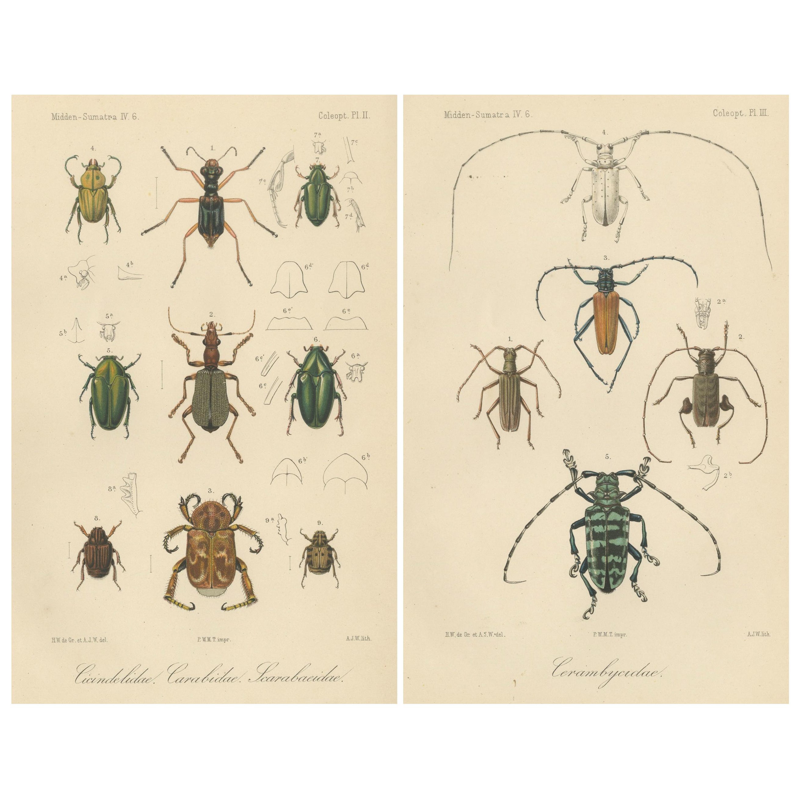 Set of 2 Antique Beetle Prints – Scarab, Ground & Longhorn Beetles, Sumatra 1887 For Sale