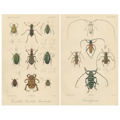 Set of 2 Antique Beetle Prints – Scarab, Ground & Longhorn Beetles, Sumatra 1887