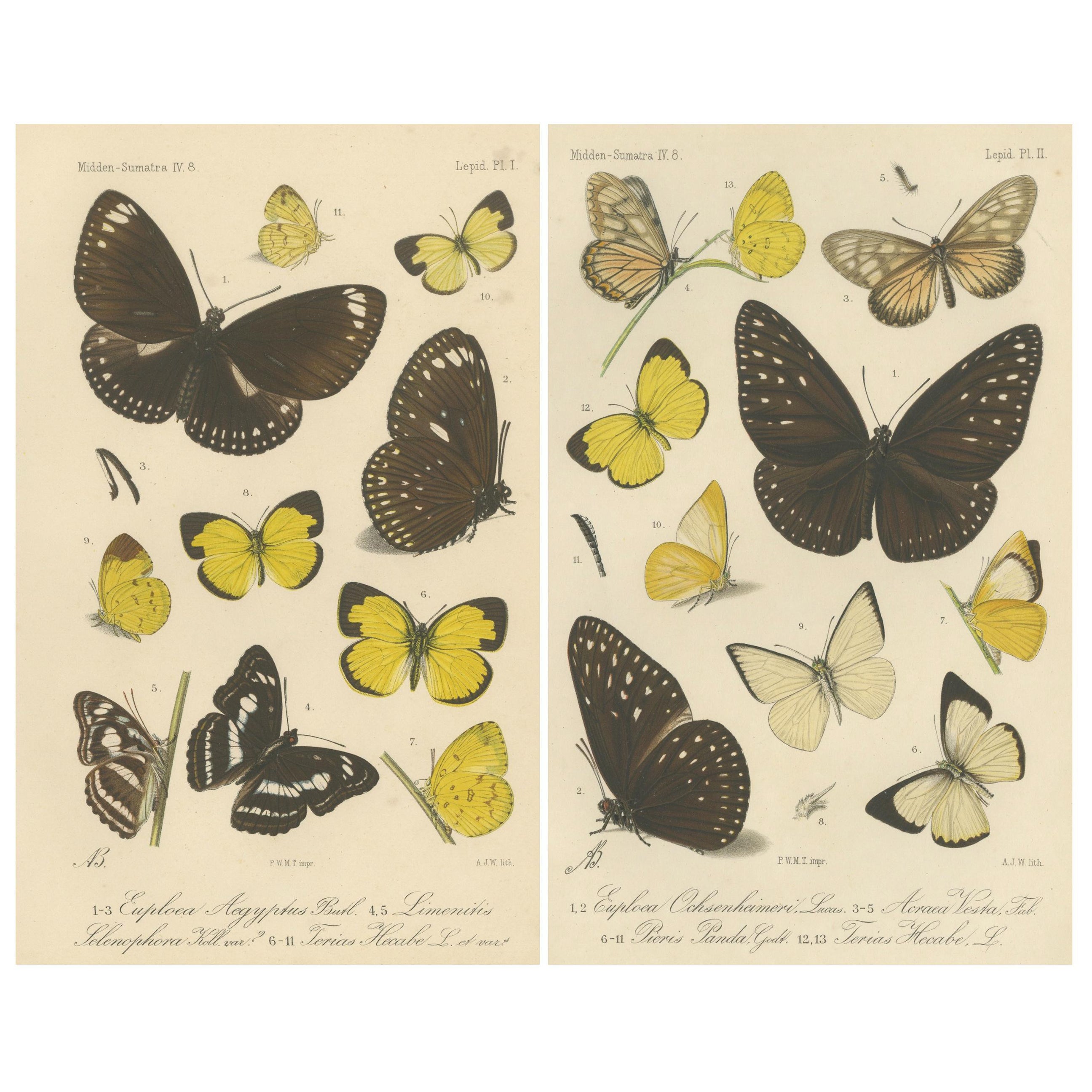 Gravures anciennes de papillons (lot de 2) - Lépidoptères de Sumatra c.1887 en vente