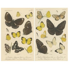 Antique Butterfly Prints (Set of 2) – Sumatra Lepidoptera c.1887