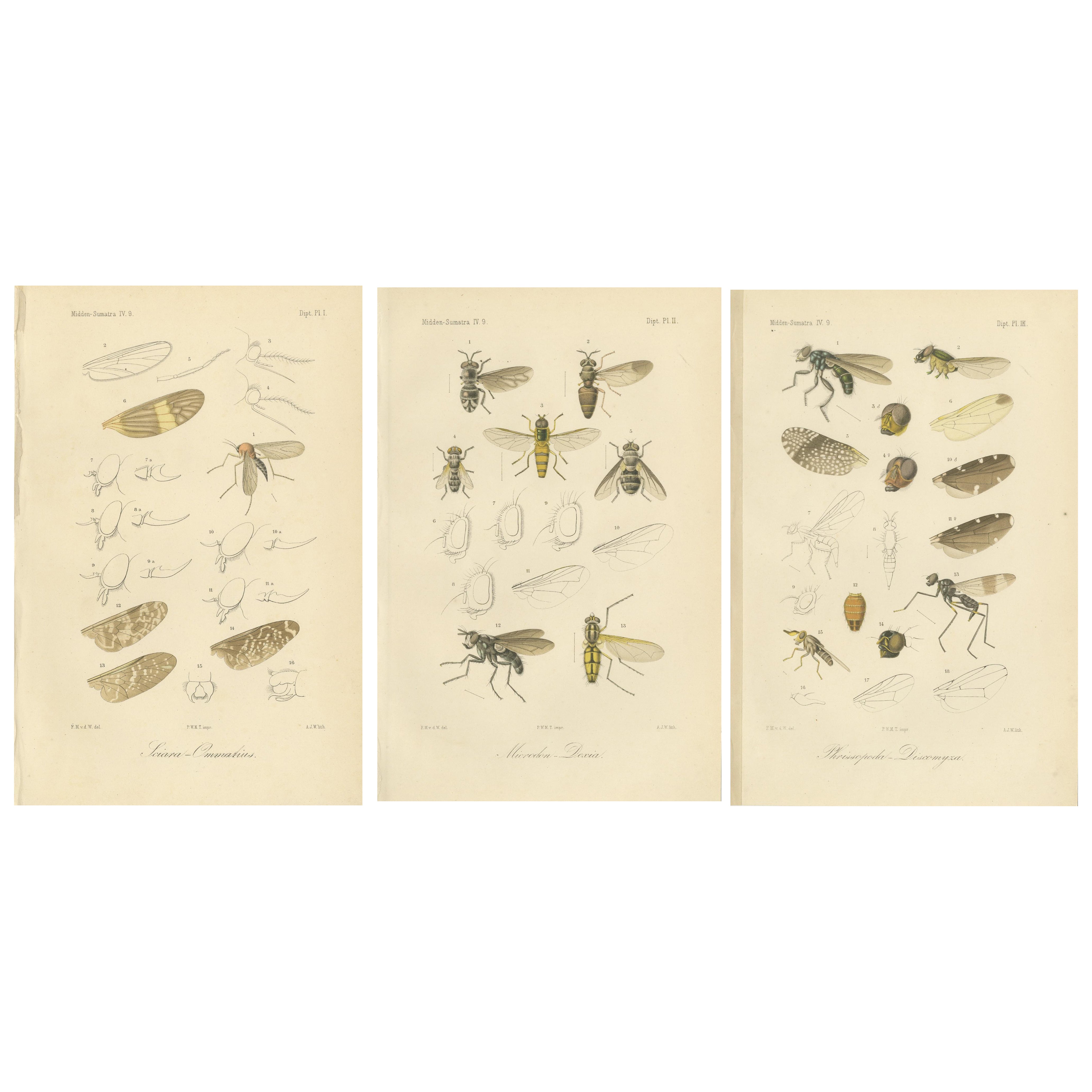 Set of 3 Antique Fly Prints – Sumatra Diptera Species c.1887 For Sale
