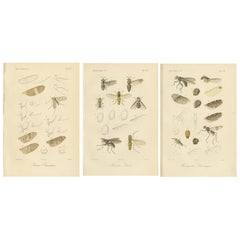 Set of 3 Antique Fly Prints – Sumatra Diptera Species c.1887