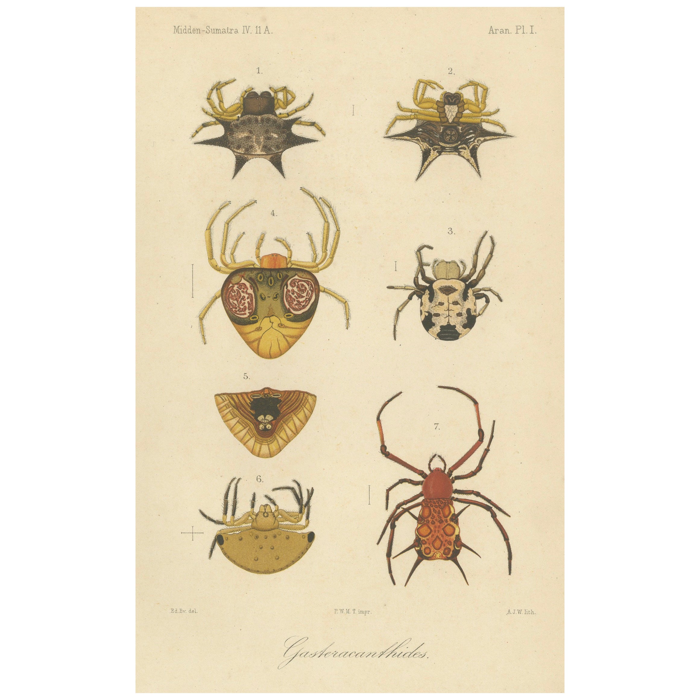 Sumatra Gasteracantha Spiders – Antique Natural History Print c.1887 For Sale