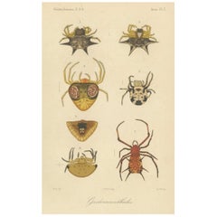 Sumatra Gasteracantha Spiders – Antique Natural History Print c.1887
