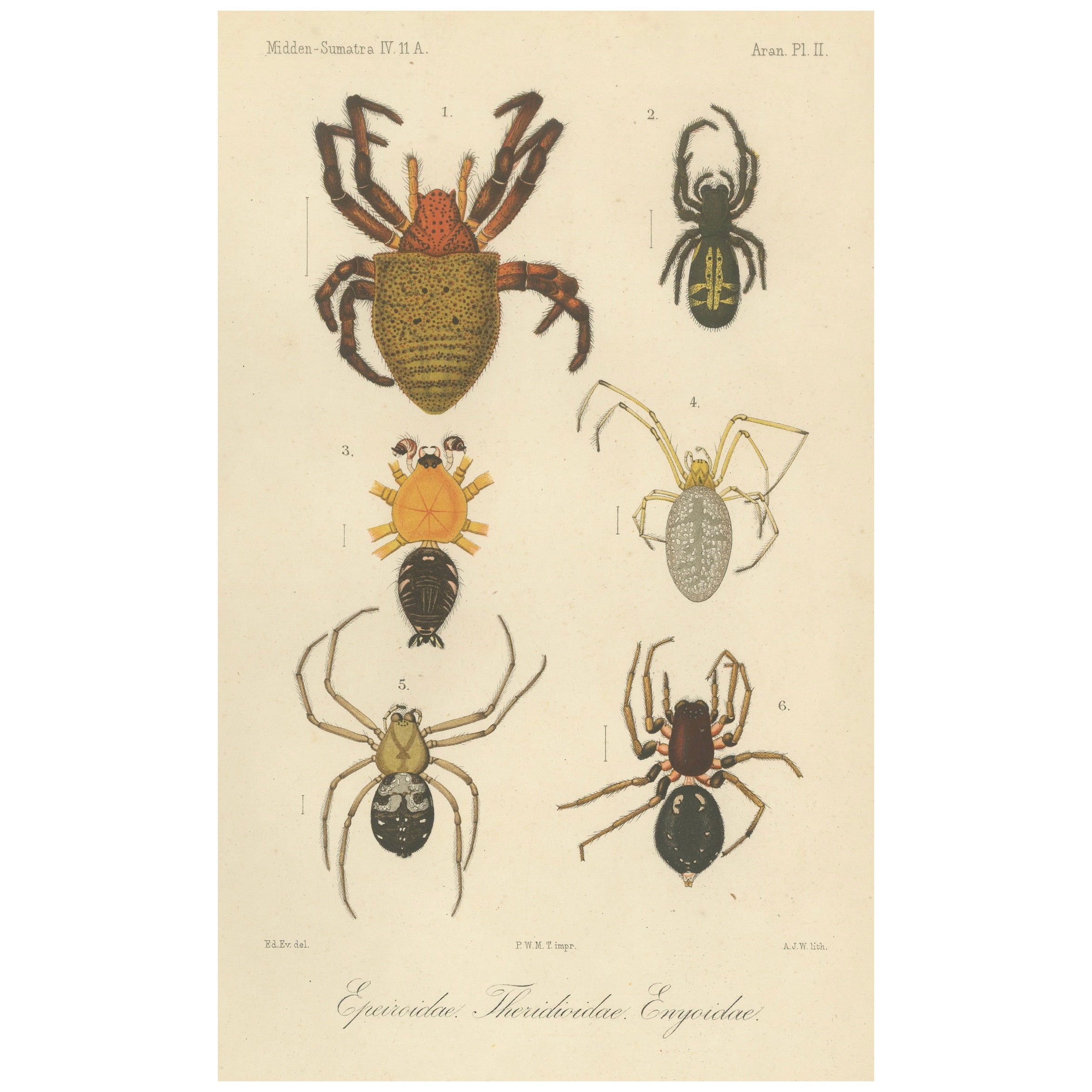 Antique Print of Sumatran Spiders – Orb Weavers & Jumping Spiders, c.1887 For Sale