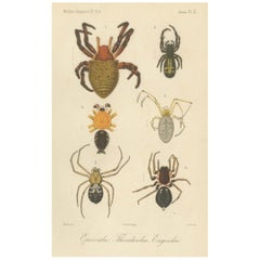 Antique Print of Sumatran Spiders – Orb Weavers & Jumping Spiders, c.1887