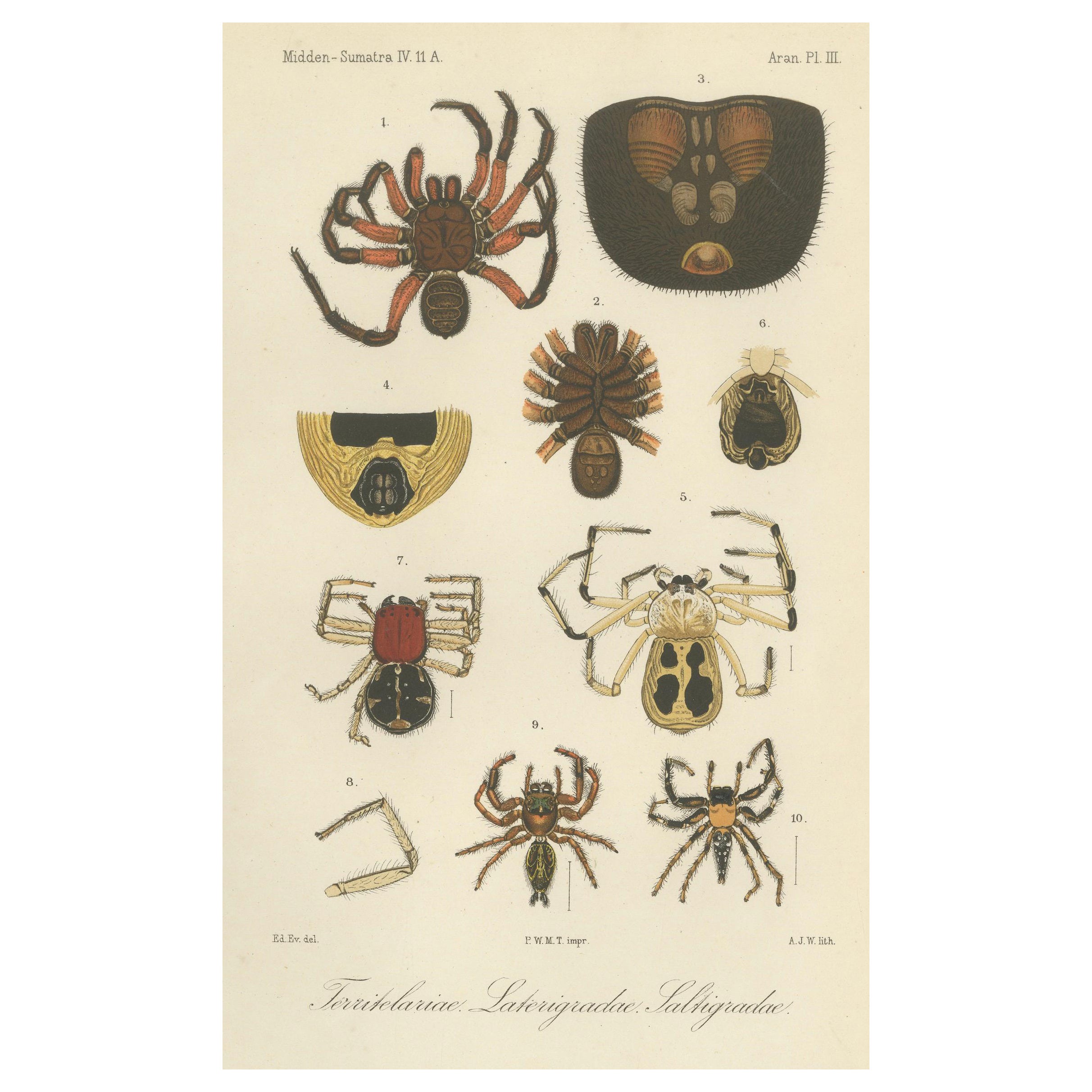 Antique Print of Sumatran Spiders – Mygalomorphs & Jumping Spiders, c.1887 For Sale
