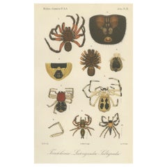 Antique Print of Sumatran Spiders – Mygalomorphs & Jumping Spiders, c.1887